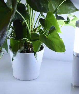 Ape Labs Table Light 2.0 | Solo