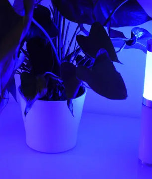 Ape Labs Table Light 2.0 | Solo